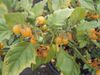 Solanum villosum 01-10-2005 11.10.56.JPG
