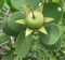 Sonneratia alba - fruit (8349980264).jpg