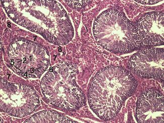 Testicle-histology-boar.jpg