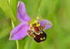 Bee Orchid (Ophrys apifera) (14374841786) - cropped.jpg