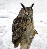 A large owl perched against a snowy background