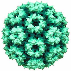 Cowpea chlorotic mottle virus.jpg