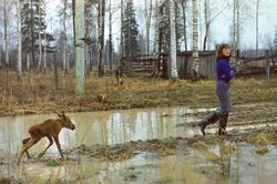 A young woman in rubber boots is walking with arms crossed through a muddy clearing in a birch wood, followed by a young moose calf running through a puddle