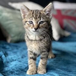 Tabby Kitten on Blue Throw.jpg