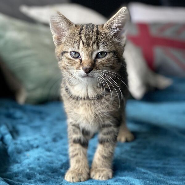 File:Tabby Kitten on Blue Throw.jpg