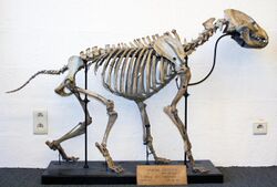 Cave hyena skeleton, head-on slightly angled view, in a walking position