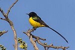 Pygmy Sunbird - Gambia (32608949436).jpg