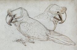 Gelderland1601-1603 Lophopsittacus mauritianus.jpg