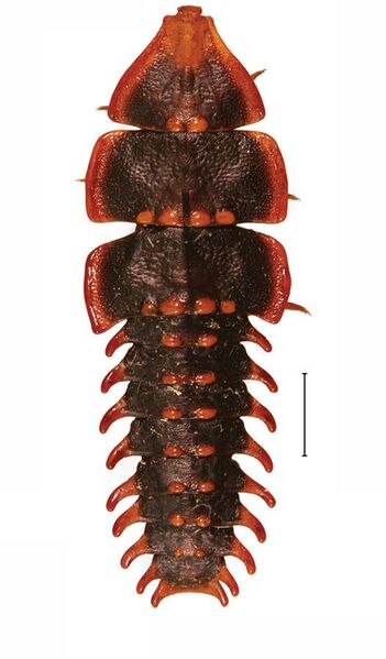 File:Platerodrilus larva 30555-36.jpg