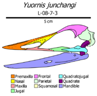 Yuornis skull diagram.png