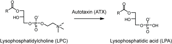 Production of LPA by Autotaxin