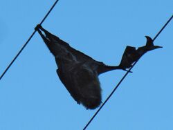 A dead flying fox hangs on overhead power lines, with blue sky behind it.