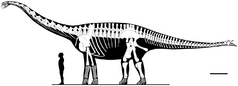 Diagram showing known bones of a long-necked dinosaur, with a human in front of it