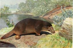 A painting of a platypus on the dirt shores of a lake surrounded by low-lying vegetation and grass