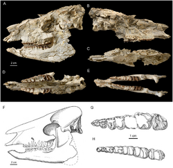 Irenolophus skull - Bai et al 2019.png