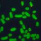 Green microscope image of chromosomes