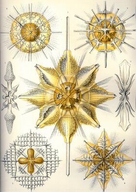 Haeckel Acanthometra.jpg