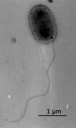 Methylobacterium jeotgali.jpg