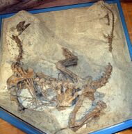 Photograph of the dinosaur skeleton in dorsal view. It is partly embedded in rock, so that all bones are in the position they were found in. The animal rests on its belly, neck and tail curving so that the overall shape is almost a U, with the limbs folded and spread widely, while its right arm is buried under the trunk, and the left upper arm extends outwards. The left lower arm cannot be seen, because it points down into the sediment. The ribcage is partly torn, and the ribs and gastral ribs are scattered, but the backbone is intact. The tail shows a gap where bones were destroyed during discovery.