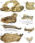 Protypotherium colloncurensis - lower and upper dentition - Collón Curá Formation, Argentina.jpg