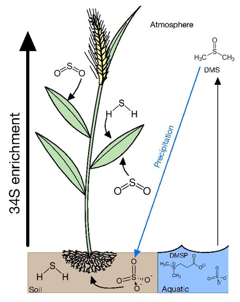File:32S-34S isotope fractionation in plant sulphur.pdf