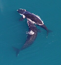 GRNMS - Right Whales (31361234602).jpg