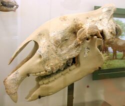 Paraceratherium skull