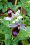 Ophrys bertolonii Ficuzza 0103.JPG