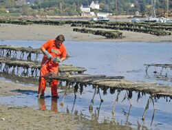 Oysterman standing in shallow water examining row of oyster cages that stand two feet, or 60 cm, above the water