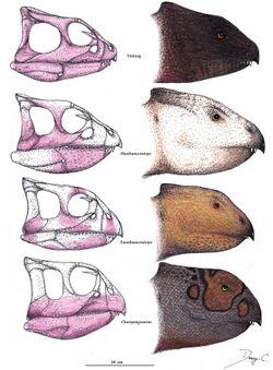 Chaoyangsauridae skull comparison.jpg