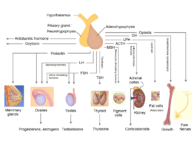 Pituiary gland - regulatory hormones.png