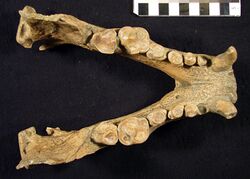 Kolponomos clallamensis mandible.jpg