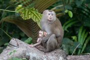 Gray monkey and baby