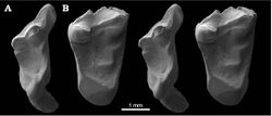 Molars of Durlstotherium newmani & Durlstodon ensomi.jpg