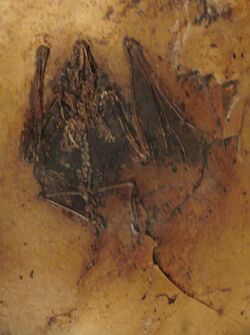 Palaeochiropteryx tupaiodon.JPG
