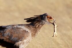 brownish bird with small dead lizard in its mouth