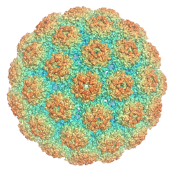 A rendering of an icosahedral viral capsid comprising 72 pentamers of VP1, colored such that areas of the surface closer to the interior center appear blue and areas further away appear red.