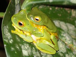 Orange-thighed frogs in amplexus
