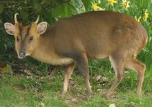 Male Reeves's muntjac at Dumbleton Hall