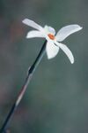 Narcissus serotinus RJB.jpg