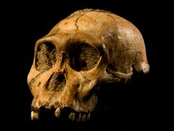 Australopithecus sediba.JPG