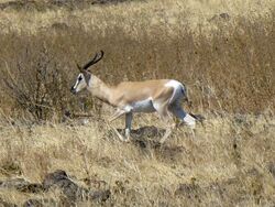 Parc national de Yangudi Rassa-Gazelle de Soemmerring (2).jpg