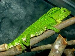 Abbott’s Anglehead Lizard (Gonocephalus abbotti) female (8743960463).jpg