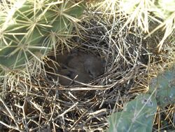 Nest with chicks in a cactus