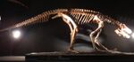 Pseudhesperosuchus.jpg