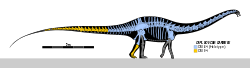 Diplodocus carnegii Skeletal.svg