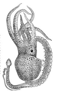 Drawing of a male octopus with one large arm ending in the sexual apparatus