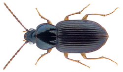 Abacetus azurescens Straneo, 1955.png