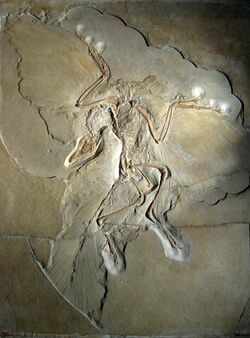 Fossil of complete Archaeopteryx, including indentations of feathers on wings and tail