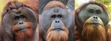 Head shots of male Bornean, Sumatran and Tapanuli orangutans
